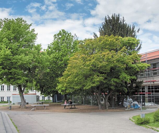 Die großen Bäume sind fürs Goethe-Gymnasium kaum wegzudenken. Einige sollen jetzt erhalten werden. Foto: Holm Wolschendorf