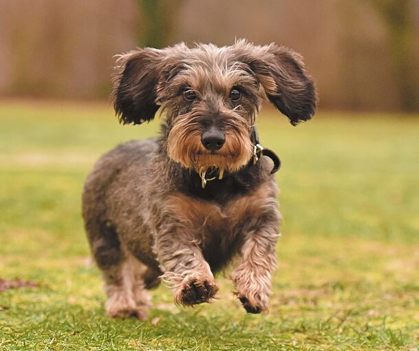Dackelrennen auf der Bärenwiese.