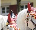 Für den Umzug wird den Pferden das Fest-Geschirr angelegt.