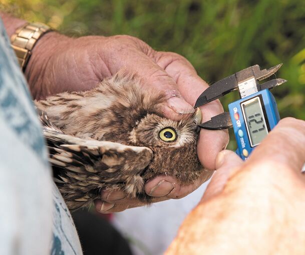 Die Vögel werden nicht nur beringt, sondern unter anderem auch die Schnäbel vermessen.
