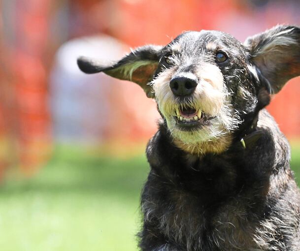 Dackelrennen auf der Bärenwiese.