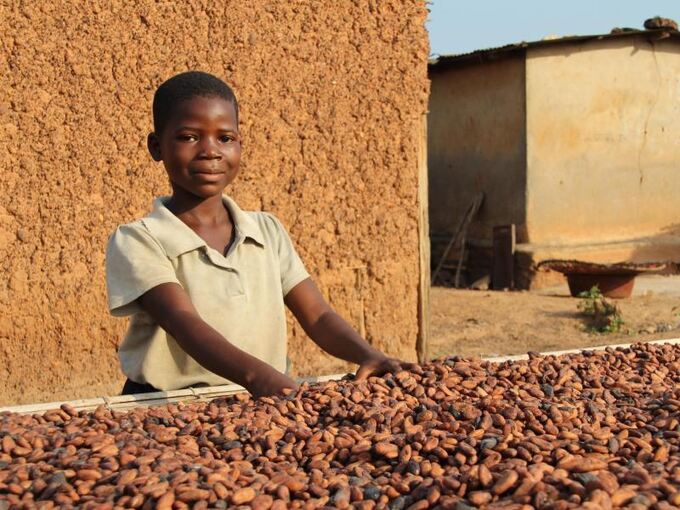 Kakaoanbau in Westafrika