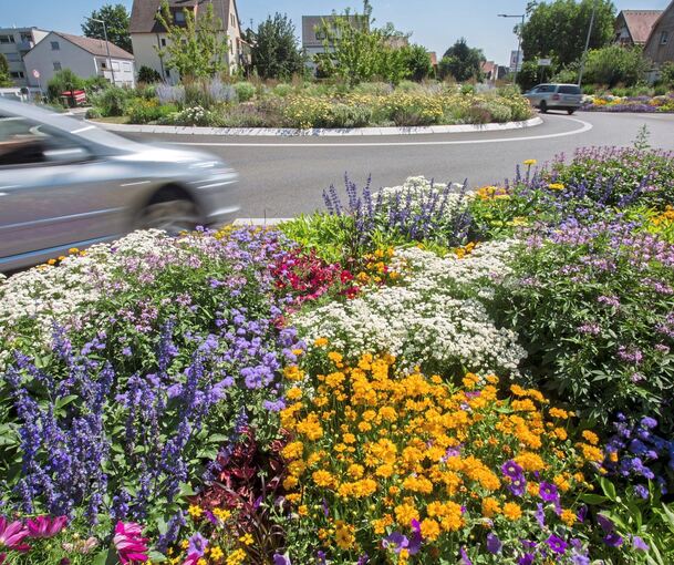 Damit Blumen wie am Oßweiler Kreisel schön bleiben, werden sie von städtischen Beschäftigten gegossen – auch bei Hitze.