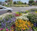 Damit Blumen wie am Oßweiler Kreisel schön bleiben, werden sie von städtischen Beschäftigten gegossen – auch bei Hitze.