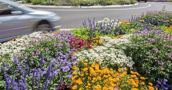 Damit Blumen wie am Oßweiler Kreisel schön bleiben, werden sie von städtischen Beschäftigten gegossen – auch bei Hitze.
