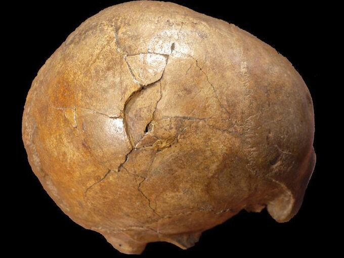 Der versteinerte Schädel eines paläolithischen erwachsenen Mannes