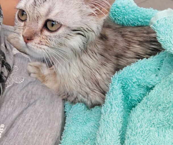 Kurz nach der Befreiung: Die Besigheimer Familie hat den kleinen Kater erst von Schmutz und Fäkalien befreit, bevor es zur Untersuchung ging. Fotos: privat