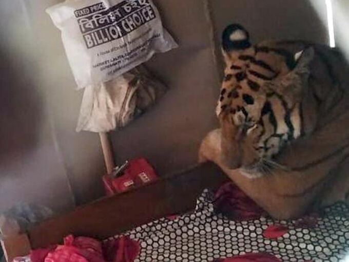 Tiger im Bett