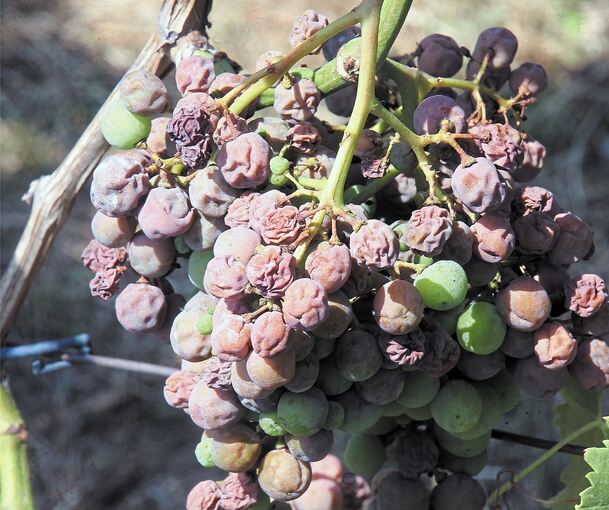 Zu viel Sonne: geschädigte Trollinger-Trauben im Besigheimer Wurmberg.Foto: Alfred Drossel