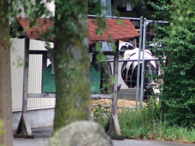 Eine Kuh befindet sich hinter einem Bauzaun.