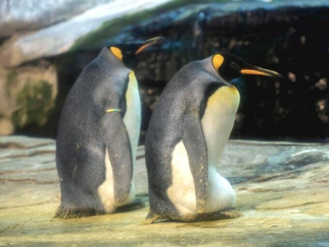 Schwules Pinguinpaar brütet Ei