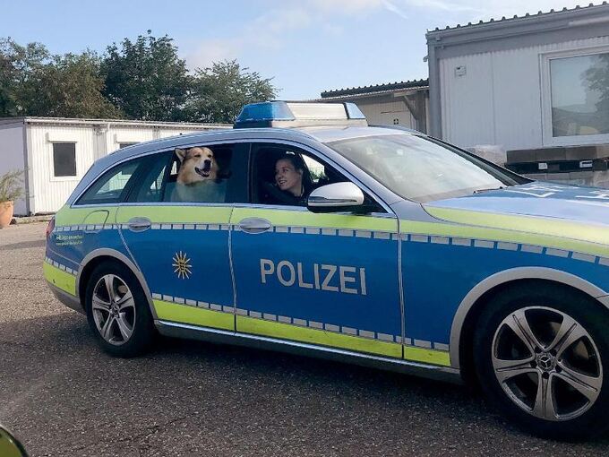 Polizisten fahren mit entlaufenem Hund zu Einsatz