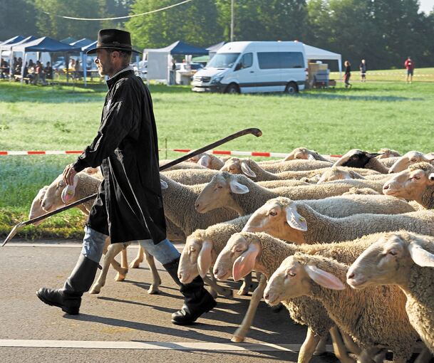 Schäfer Thomas Heinrich aus Ilsfeld führt die Herde über die Straße.Fotos: Andreas Becker