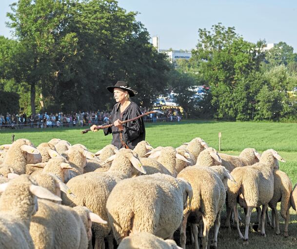 Ute Svensson beim Auspferchen der Schafherde.