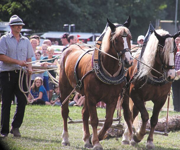 Holzrücker Uwe Eitel mit „Horscht“ und „Sina“ aus Eibensbach.