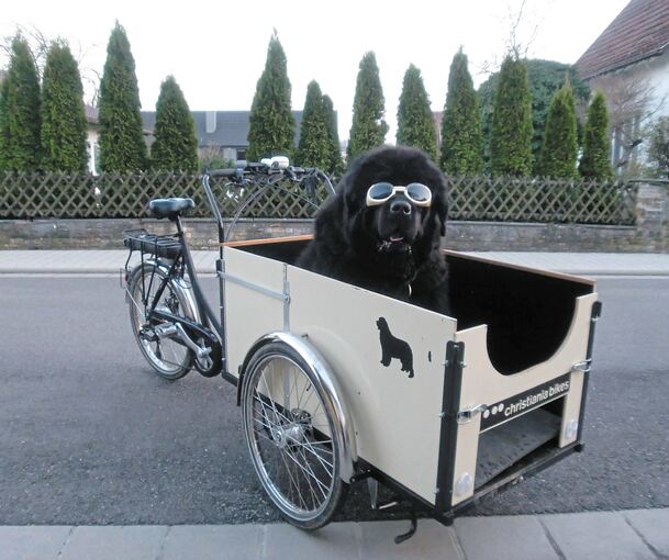 Neufundländer Urs in „seinem“ E-Lastenfahrrad. Foto: privat