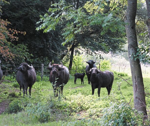 Sobald sich jemand nähert, bilden die anderen Kühe einen Kreis um das Kalb, das schon recht flott auf seinen staksigen Beinchen unterwegs ist. Fotos: privat