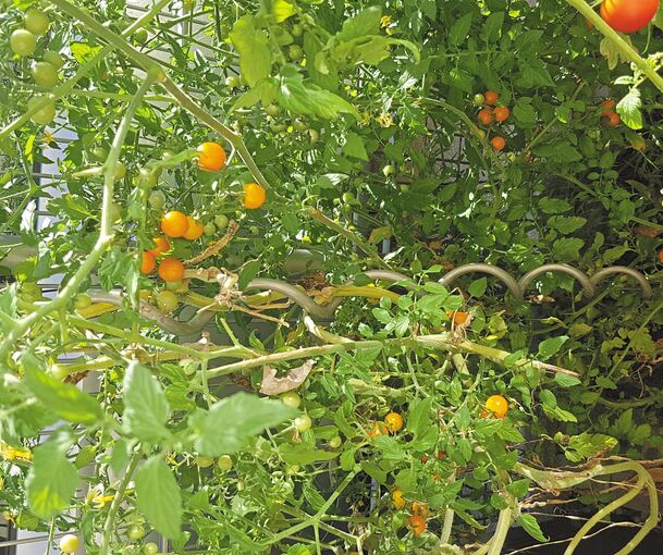 Neben den verfaulten Äpfeln gedeihen Kürbisse und Tomaten prächtig. Der Kastanienbaum kann dagegen nicht mehr und wirft seine Blätter ab. Fotos: Angela Elsässer