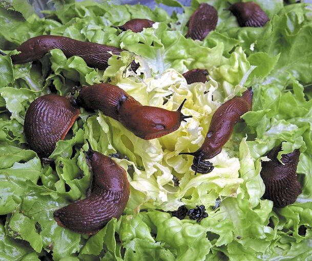 Dieses Jahr ein eher seltenes Bild: Schnecken auf dem Salat. Foto: Waltraud Grubitzsch/dpa