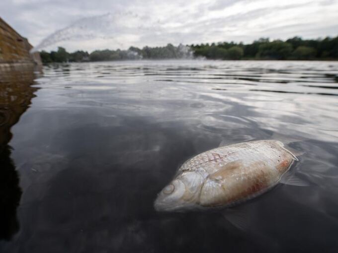 Der MaxEythSee stinkt zum Himmel Tonnenweise tote Fische