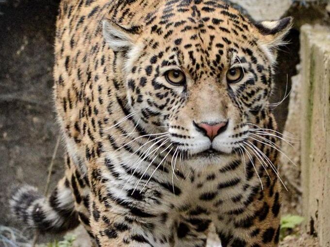 Jaguar-Katze in Wilhelma eingezogen