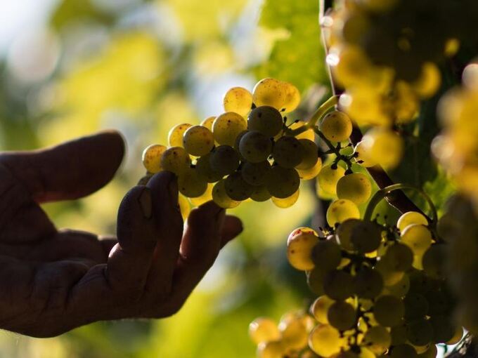 Winzer erwarten geringere Wein-Ernte
