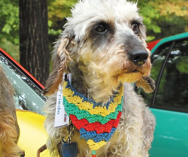 Bei der Harlekinade am Monrepos dürfen auch die Accessoires farbig sein: Hund mit buntem Schal und Schuhe, passend zum Fahrzeug. Fotos: Ramona Theiss