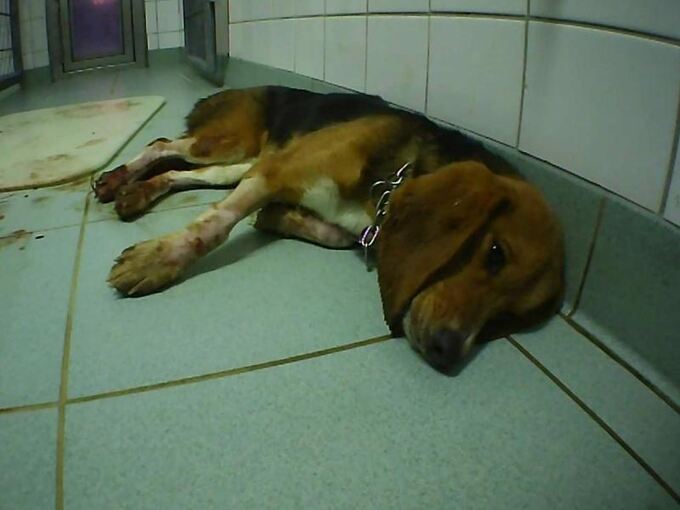 Misshandlungen bei Tierversuchen angezeigt