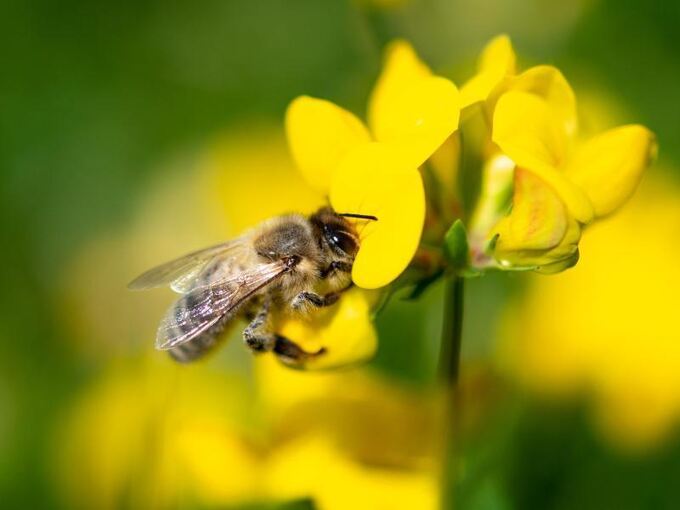 Eine Biene zieht Nektar aus einer Wiesenblume