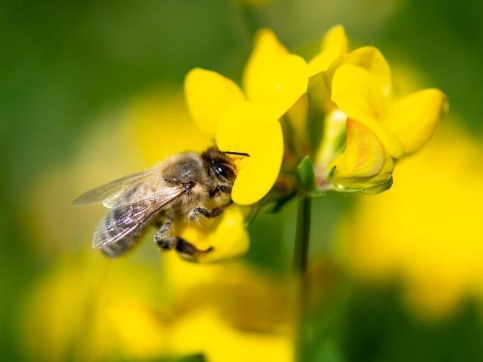 Bienen-Volksbegehren