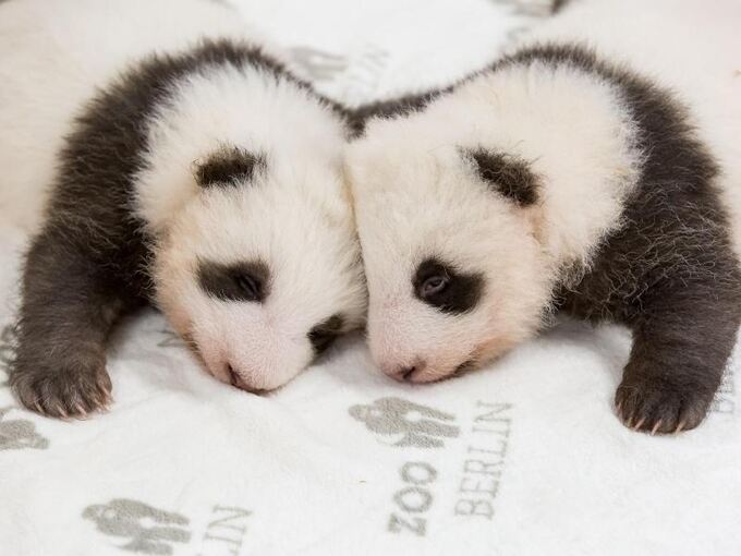 Berliner Panda-Zwillinge