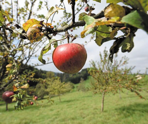 Früher waren Streuobstwiesen im wahren Wortsinn weit verbreitet, heute gibt es von manchen Apfelsorten gerade mal noch einen Baum in Hemmingen.Symbolfoto: Patrick Seeger/dpa
