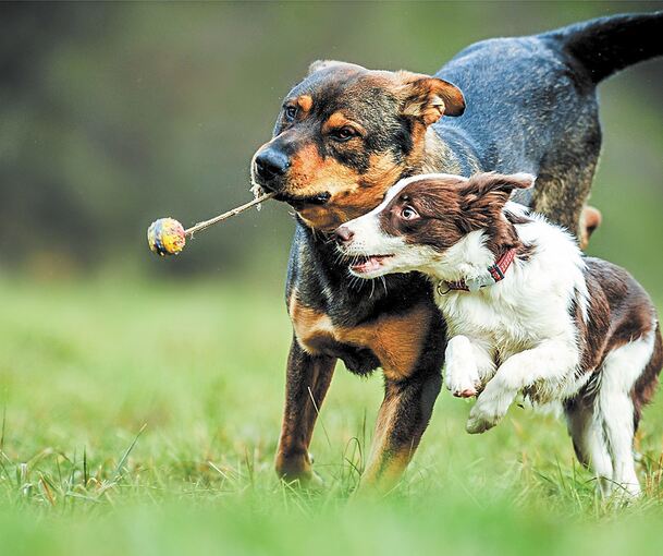 Ohne Leine dürfen sich Hunde auf einem Hundespielplatz austoben. Foto: Milan/Stock adobe