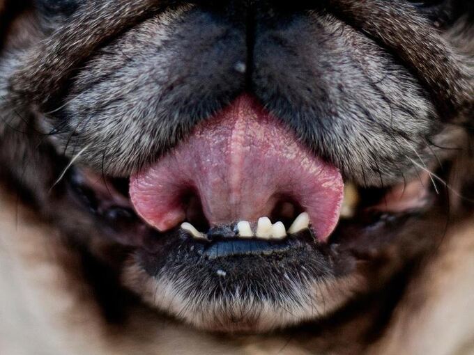 Zunge eines Hundes