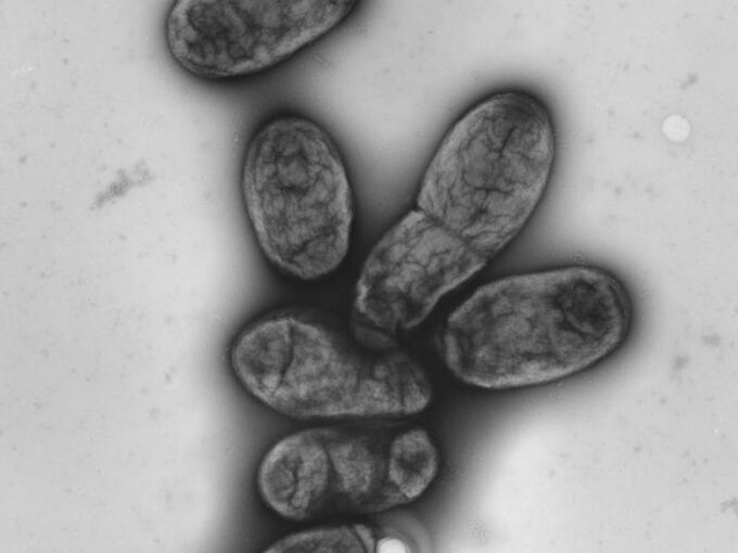 Pestbakterium