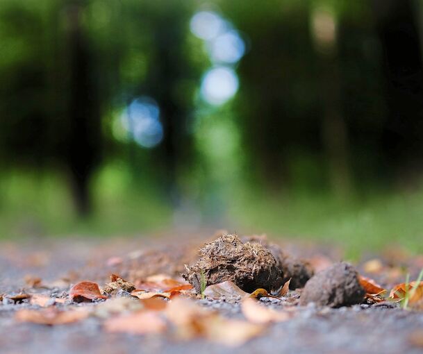 Weg müssen nun auch Pferdeäpfel, aber dafür wird etwas mehr Zeit gewährt. Symbol