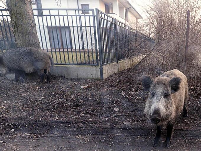 Schweinepest in Polen
