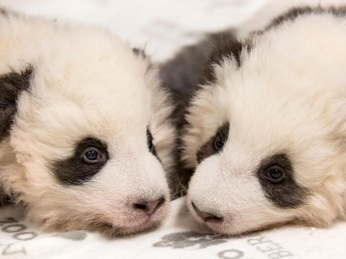 Panda-Nachwuchs im Zoo