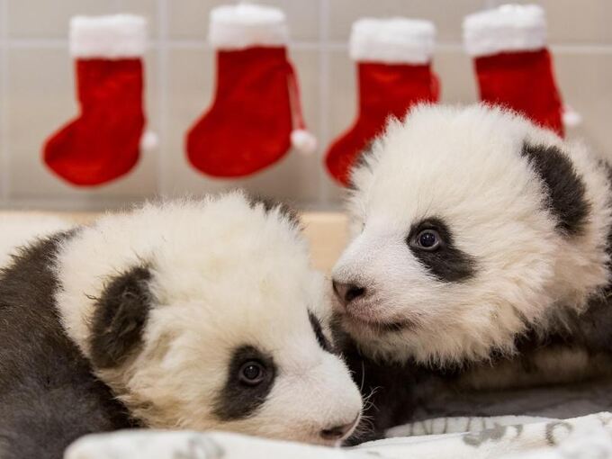 Panda-Nachwuchs im Zoo