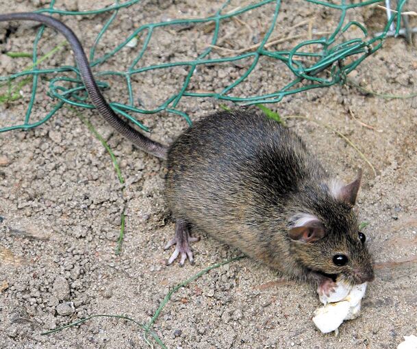 Dort, wo Essensreste rumliegen, fühlen sich Ratten sehr wohl. Foto: Arno Burgi/dpa