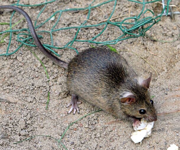 Die Stadt Marbach spricht von einem Rattenproblem. Symbolfoto: Arno Burgi/dpa Die Stadt Marbach spricht von einem Rattenproblem. Symbol