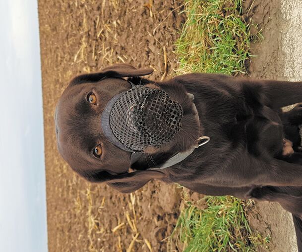 Auch andere Hundebesitzer haben Angst. Paula darf nur noch mit Giftköder-Schutznetz raus, was ihr gar nicht gefällt.Foto: Beate Volmari