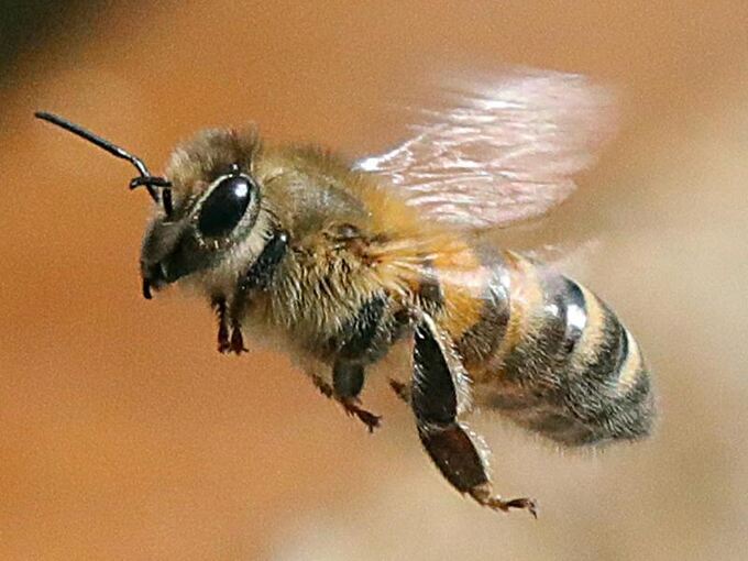 Eine Honigbiene fliegt eine Blüte an