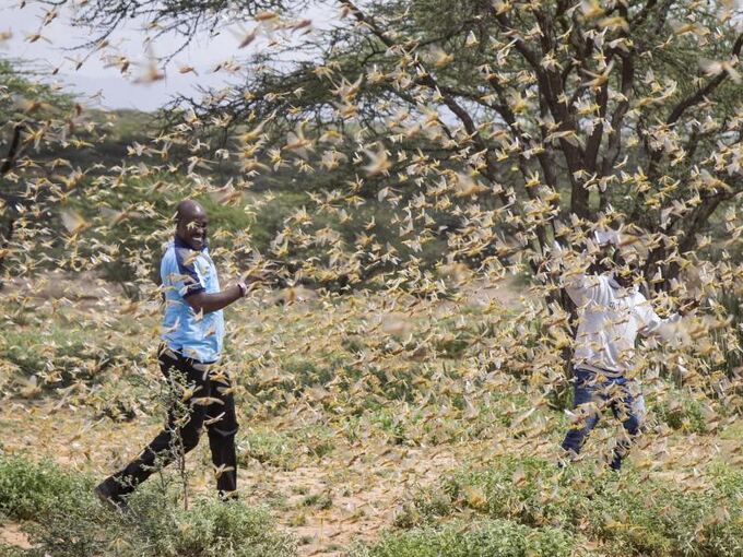 Heuschreckenplage in Ostafrika