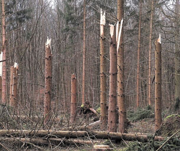Abgebrochene und entwurzelte Bäume: Im Strombergwald rund um Bönnigheim sind die Schäden nach dem Sturm deutlich sichtbar. Fotos: Alfred Drossel