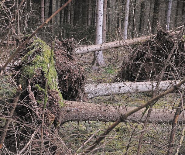 Abgebrochene und entwurzelte Bäume: Im Strombergwald rund um Bönnigheim sind die Schäden nach dem Sturm deutlich sichtbar. Fotos: Alfred Drossel