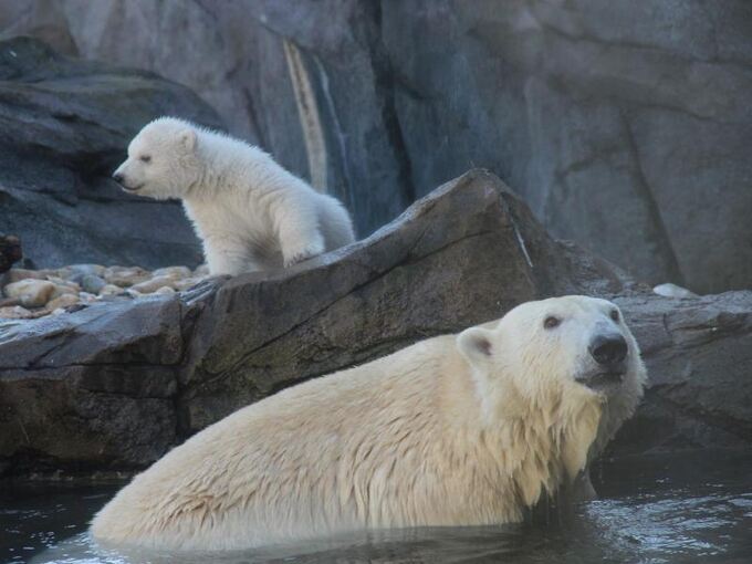 Eisbären-Jungtier im Wiener Zoo erstmals im Außengehege
