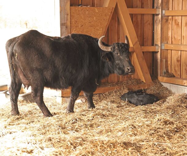 Alphatier Margot hat am vergangenen Sonntag einen kleinen Büffelbullen zur Welt gebracht und kümmert sich gut um ihn.Foto: privat