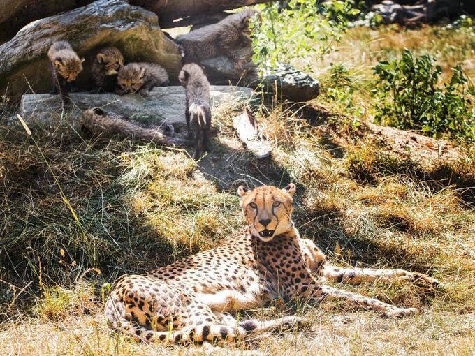 Eine Gepardin liegt in einem Zoo in einem Gehege