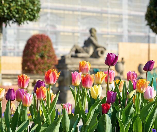 Am 20. März beginnt die neue Saison im Blühenden Barock.